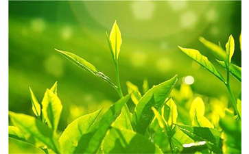 茶叶蜜桃在线视频溯源系统具有哪些优势价值?