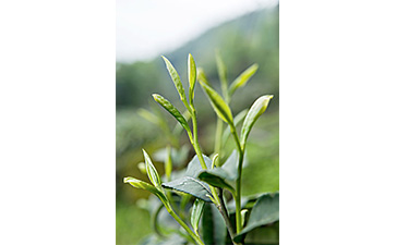 茶叶二维码蜜桃在线视频标签可以带来哪些优势价值已经特点?